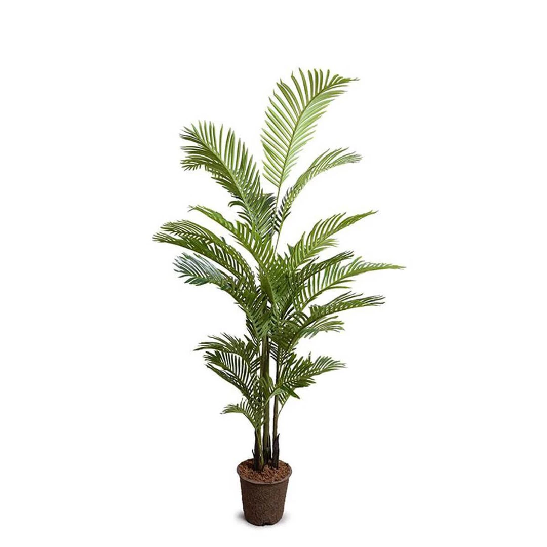New Growth Designs Areca Palm Tree Medium 3 New Growth Designs Areca Palm Tree Medium