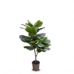 New Growth Designs Fiddle Leaf Fig Tree Small Home + Lifestyle
