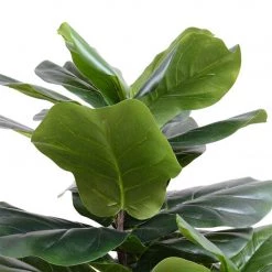 New Growth Designs Fiddle Leaf Fig Tree Small Home + Lifestyle