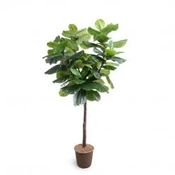 New Growth Designs Home + Lifestyle Fiddle Leaf Fig Tree Medium