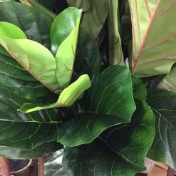 New Growth Designs Home + Lifestyle Fiddle Leaf Fig Tree Medium