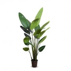 New Growth Designs Home + Lifestyle Traveler's Palm Tree 7'