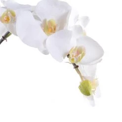 New Growth Designs Orchid Ready To Ship Now