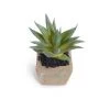 New Growth Designs Potted Succulent - Aloe Plant 1 New Growth Designs Potted Succulent - Aloe Plant