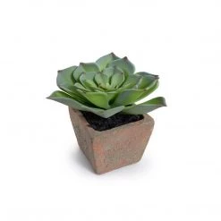 New Growth Designs Outdoor Potted Succulent - Echeveria