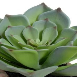 New Growth Designs Outdoor Potted Succulent - Echeveria