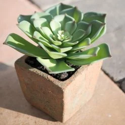 New Growth Designs Outdoor Potted Succulent - Echeveria