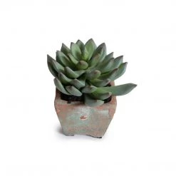 New Growth Designs Potted Succulent - Pachyphytum