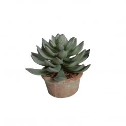 New Growth Designs Potted Succulent - Pachyphytum