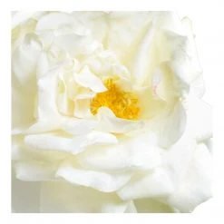 New Growth Designs Rose Cutting In Glass-white