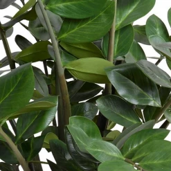 New Growth Designs Zamiifolia Plant