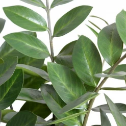 New Growth Designs Zamiifolia Plant