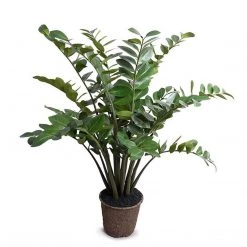 New Growth Designs Zamiifolia Plant