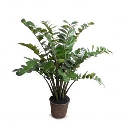 New Growth Designs Zamiifolia Plant