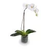 New Growth Designs Orchid Ready To Ship Now